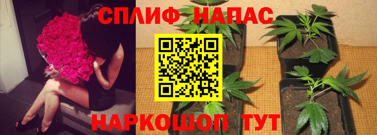 Канабис Кольчугино